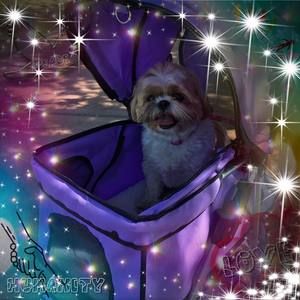 Meet your Posher, Gail